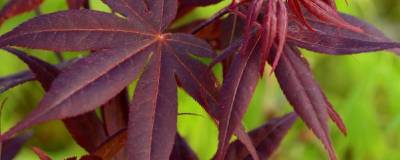 ACER palmatum 'FIREGLOW' 01