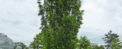QUERCUS palustris GREEN PILLAR 'Pringreen' 01