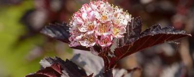 PHYSOCARPUS opulifolius BLACK LIGHT (R) 'Minbla3' cov 01