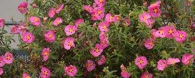 CISTUS x purpureus 01