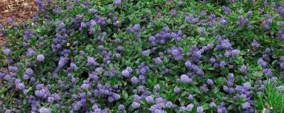 CEANOTHUS prostratus 01