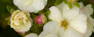 POTENTILLA fruticosa DOUBLE PUNCH (R) CREAM 'Mincrero01' cov 01