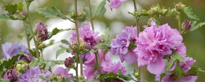 HIBISCUS syriacus FRENCH CABARET (R) PURPLE 'Mindouv5' cov 01