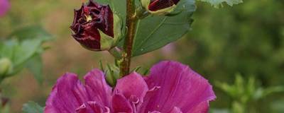 HIBISCUS syriacus FRENCH CABARET (R) RED 'Mindour1' cov 01