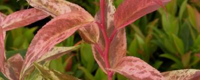 LEUCOTHOE fontanesiana 'RAINBOW' 01