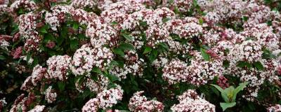 VIBURNUM tinus SPIRIT (R) 'Anvi' cov 01