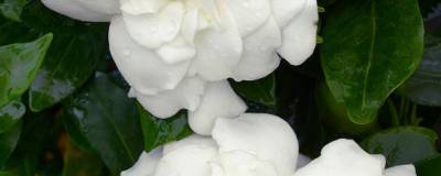 GARDENIA jasminoides FE (R) 'Double Mint' 01