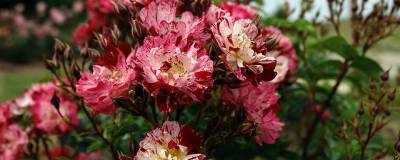ROSIER LITTLE HANABI (R) 'Wekverijfoj' 01
