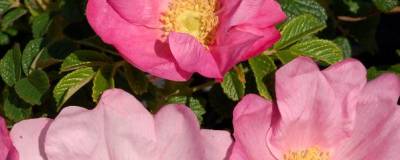 ROSA rugosa 'FRAU DAGMAR HASTRUP' 01