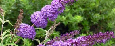 BUDDLEJA davidii 'NANHO BLUE' 01