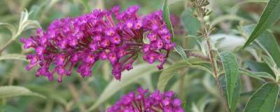 BUDDLEJA davidii 'NANHO PURPLE' 01