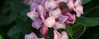 DAPHNE x transatlantica PINK FRAGRANCE (R) 'Blapink' cov 01