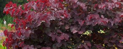 CERCIS canadensis 'FOREST PANSY' 01