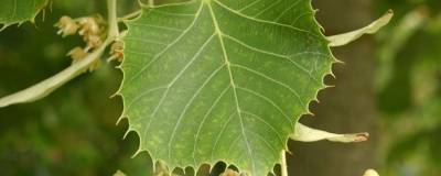 TILIA henryana 01