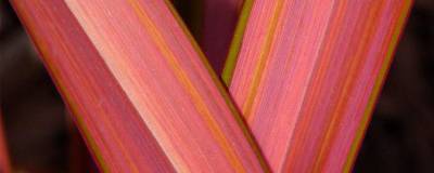 PHORMIUM 'EVENING GLOW' 01