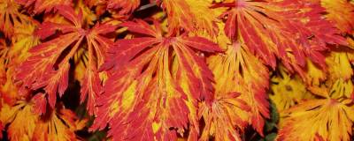 ACER japonicum 'ACONITIFOLIUM' 01