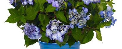 HYDRANGEA macrophylla ENDLESS SUMMER (R) TWIST-N-SHOUT 'Piihmi' cov (BLEU) 01