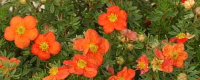 POTENTILLA fruticosa 'RED JOKER' 01