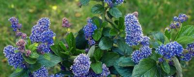 CEANOTHUS arboreus 'TREWITHEN BLUE' 01