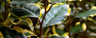 ELAEAGNUS x ebbingei 'Viveleg' cov 01