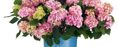 HYDRANGEA macrophylla ENDLESS SUMMER (R) BLOOMSTAR (R) 'PIIHM-II' cov 01