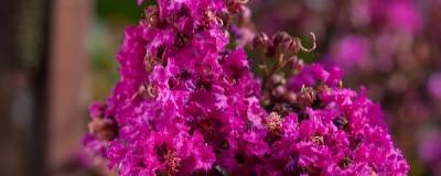 LAGERSTROEMIA FE (R) 'Plum Magic' 01