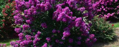 LAGERSTROEMIA FE (R) 'Purple magic' 01