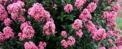 LAGERSTROEMIA FE (R) 'Coral Magic' 01