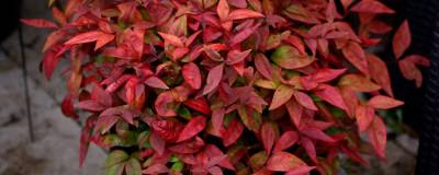 NANDINA domestica BLUSH PINK (R) 'Aka' cov 01