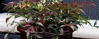 NANDINA domestica FLIRT (R) 'Murasaki' cov 01