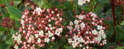 VIBURNUM tinus 'EVE PRICE' 01