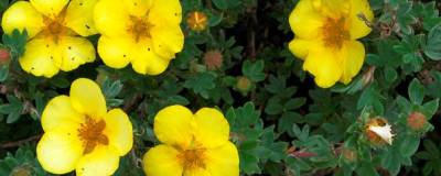 POTENTILLA fruticosa 'GOLDSTAR' 01