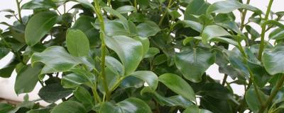 GRISELINIA littoralis 'Emerald' 01