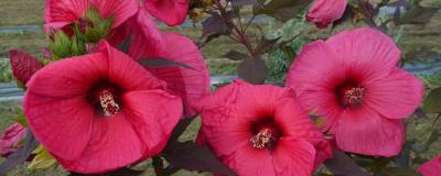 HIBISCUS moscheutos PLANET (R) GRIOTTE 'Tangri' cov 01