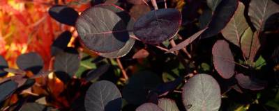 COTINUS coggygria 'Lilla' cov 01