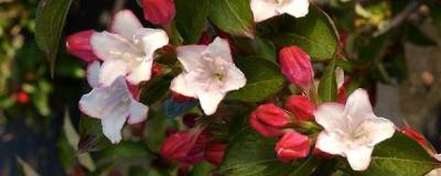 WEIGELA CARNAVAL (R) 'Courtalor' cov 01