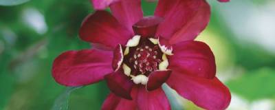 CALYCANTHUS PW (R) 'Aphrodite' cov 01