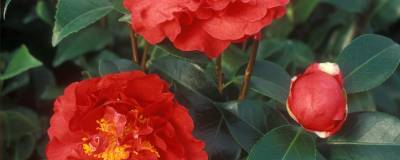 CAMELLIA japonica 'BLOOD OF CHINA' 01