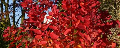 COTINUS coggygria FLAMISSIMO (R) 'Mincofla20' cov 01