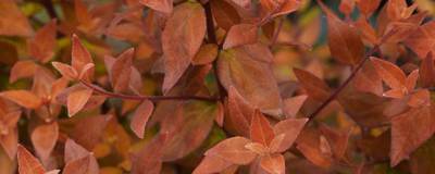 ABELIA x grandiflora CARAMEL CHARM (R) 'Minacara1' cov 01