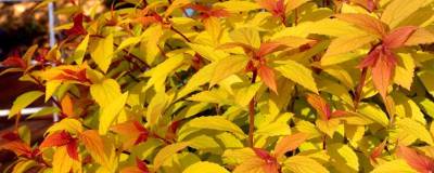 SPIRAEA japonica LITTLE FLAME ® 'Minspil04' cov 01