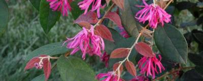 LOROPETALUM chinense 'Ming Dynasty' 01