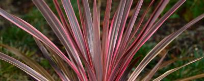 CORDYLINE australis 'CHERRY SENSATION' 01