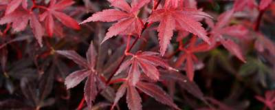 ACER palmatum 'BRANDT'S DWARF' 01