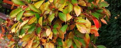 PARTHENOCISSUS henryana 01