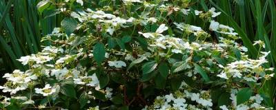 VIBURNUM plicatum 'WATANABE' 01