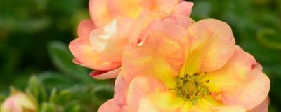 POTENTILLA fruticosa DOUBLE PUNCH (R) PEACH 'Minjaro01' cov 01