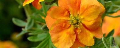 POTENTILLA fruticosa DOUBLE PUNCH (R) TANGO 'Minora07' cov 01