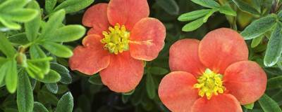 POTENTILLA fruticosa RED'ISSIMA (R) 'Minroug01' cov 01