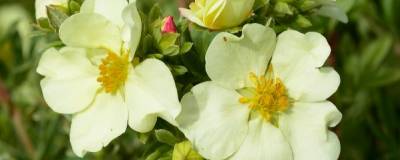 POTENTILLA fruticosa CREAM'ISSIMA (R) 'Minjau06' cov 01